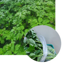 박정국 농부의 유기농 신선초 1kg 2kg 3kg 명일엽 신선초 효능 시소잎 이태리파슬리 물냉이