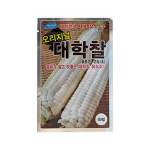 (씨앗) 대학찰옥수수 - 흰찰옥수수 백찰옥수수 씨앗 종자 - 소포장(80립) 대포장(2천립), 1개