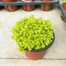 미니농장 황금세덤 청세덤 키우기 햇빛을 사랑하는 다육과 번식왕식물