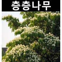 층층나무 실생3년(뿌리) 5개/나무 묘목/활엽수/정원용