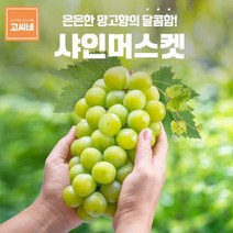 고씨네 프리미엄 샤인머스켓1kg 포도 샤인머스켓효능, 상세페이지 참조, free