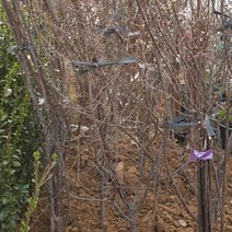 앵두나무 결실주 4년생