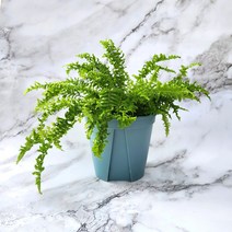 보스턴 고사리 중화분(15x13cm)분갈이완료 실내공기정화 키우기쉬운 반려식물 보스톤 슬릿분, 1개