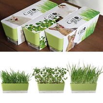 방에서키우는 DIY키트 거실 캣닢재배 집들이선물 센스있는 세트 캣그라스 화분, 상품선택, 캣잎