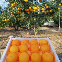 제주 고당도 노지감귤 황금향 2kg 3kg 5kg 꼬마 가정용 선물 세트, 황금향 3kg