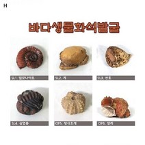 (SM)바다생물화석발굴, SL3산호