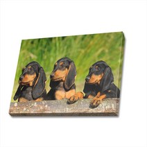 귀여운 강아지 사진 캔버스액자 (고객님 강아지 사진으로도 제작 가능합니다), DOG20