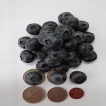 같이가치농원 블루베리나무 묘목 (7치화분) 결실주, 1개