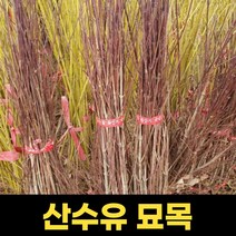 산수유나무 묘목 2년 뿌리묘 1주 산수유묘목 원예 조경 유실수