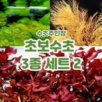 [플랜츠마스터] 수초주인장 초보 3종 세트﻿ 2 총 10촉 (암브리아 3촉 레드밀리오필름 3촉 슈퍼레드 4촉), 초보 3종 세트