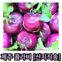 국내산 제주 콜라비 500g 1kg 2kg 5kg 10kg 15kg 산지직송 콜라비 이유식콜라비 야채콜라비 콜라비제철 콜라비생채 콜라비피클 샐러드 즙용 주스용 수분많은 달달한