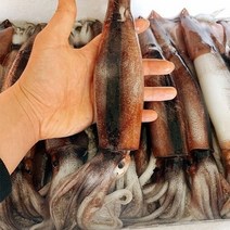 국내산 물갈퀴 오징어 5미 (1kg 내외)