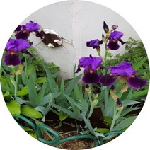 붓꽃/부채붓꽃/타래붓꽃/제비붓꽃/독일붓꽃/야생화, 독일붓