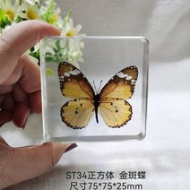 조각품 진짜 식물 곤충 견본 거북이 머리 거미 잠자리 불가사리 수지 홈 테이블, 03 3