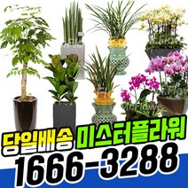 천안 세종시 사무실 개업축하화분 [친절한 꽃배달 미스터플라워], (26)_황룡금