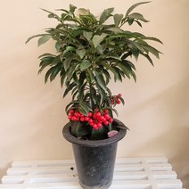 만냥금 백량금 열매식물 키우기쉬운식물, 1개