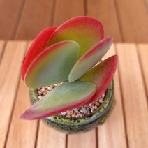 당인 키우기 쉬운 다육식물 화분포함1-60 랜덤발송