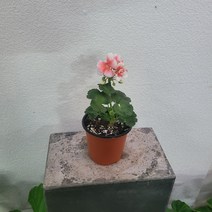 실내공기정화식물 인기제라늄 선라이즈 색상랜덤 수입제라 소품 10-25cm 45