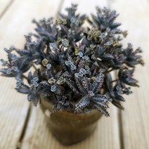 천손초 키우기 쉬운 다육 랜덤 분포함1-100, 단품