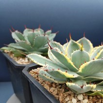 왕비뇌신금+왕비뇌신, 1