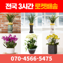 [ 전국 당일 3시간 배송 ] 동양란 / 서양란 전지역 3시간 배송! 전국꽃배달 (주)화신플라워, 10. 만천홍