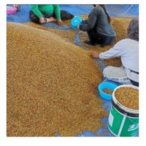 히카마 (얌빈) 씨앗 10g 멕시코감자 히까마 종자 80%이상 발아율, 씨앗 10g(약 70립)
