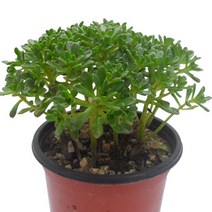 유접곡-소형관목형다육이/작은잎/수목형/다육식물