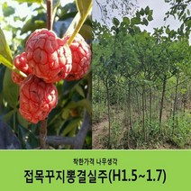 착한가격 나무생각 접목꾸지뽕결실주(H1.5~1.7)