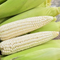 우리가스토리 탱글탱글 냉동 삶은 찰옥수수 40개(10cm~12cm내외) 홍찰 백찰 옥수수, 백찰옥수수 24개(18~20cm내외)-1봉