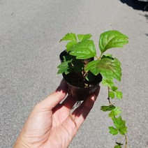 [나무인] 담쟁이덩굴 12포트, 1개