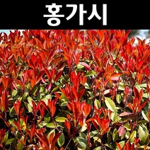 홍가시/레드로빈 나무 묘목 키50cm내외 포트5개/정원/공원/조경수