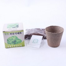 반려식물 봉선화 키우기세트, 상세페이지 참조
