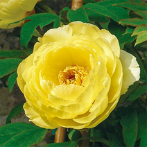 나무마켓 목단 모란 묘목 대형 개화주 특선, 05. 황관 5년생 특대(5~6지), 1개