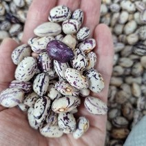 23년산 호랑이강낭콩/국산강낭콩/호랑이강낭콩/마른햇강낭콩, 1개, 1kg