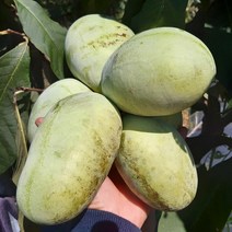 전북 고창 냉동 포포나무열매 1kg /22년수확