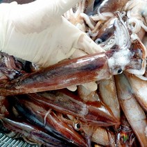 소짜 통 오징어 1kg (포항 구룡포), 국내산 소짜 통 오징어 1kg (8미 내외), 1개