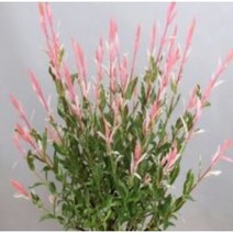 플라밍고샐릭스20주 나무묘목