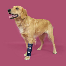 앞다리 보조기 BT BONE 발토보호대 /앞다리골절 강아지 재활 점펫, XXL