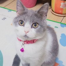 마이카싸 1+1+1 고양이 방울 목걸이 3p, 블랙 1+1+1