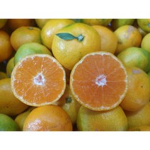 제주 산지직송 새콤달콤 극조생 노지귤 (혼합) 5kg 10kg