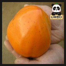 (나무판다) 야오끼 감나무 묘목 R4cm, 야오끼 R4