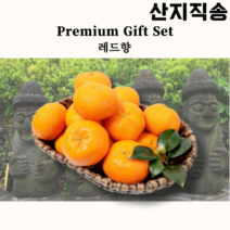[제주 서귀포 산지직송] REAL 제주 레드향 과일선물 최고당도 선물세트 농장 황금향 선물용 3kg 5kg, 레드향 선물세트 3kg, 1개