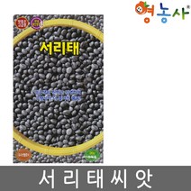 서리태씨앗 30g, 서리태