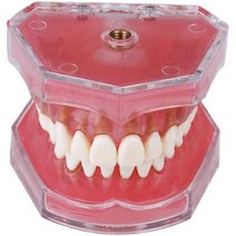 치아 모델 모형 이빨 치과 교육용 인체 치모 재료상, 투명 치아 발치 모델 7008 얼굴, 1개