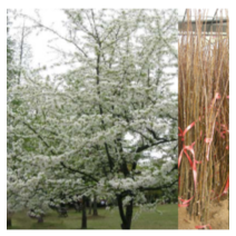 (성실G)꽃사과(애기사과)묘목 실생3년 5그루