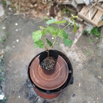 공룡꽃식물원(주) 샤인머스켓 청포도나무 40~70cm 149, 1개