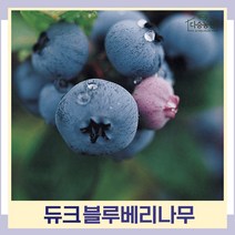 블루베리나무 묘목 듀크 7치화분 결실주 1개