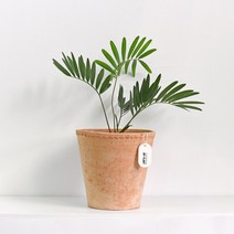 마이플랜트 플로렌티아 코노 고치 레이스팟