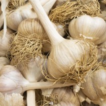 홍산마늘 100개 한접 산지직송 2023년 햇마늘