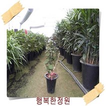 파비안 60cm 홈인테리어, 1개